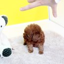 정퍼피클럽 이미지