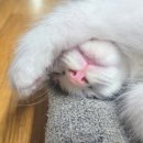 메인쿤 하우스 이미지