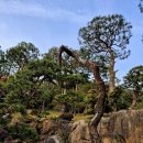 용인자연휴양림 이미지