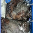 풍물거리 80번 앞 | 주문진 회포장 현지인이 꿀팁 공유 주문진 좌판 풍물시장