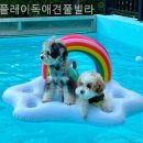 플레이독애견풀빌라