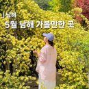 방식꽃예술원 | 5월 남해 가볼만한곳 목향장미 명소 산들예술원 실시간 개화현황