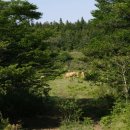 초대1리 이미지