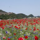 나주 영상 테마파크와 영산강 둔치 양귀비 꽃 축제장-09년5월31일- 이미지