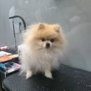 강남애니펫샵 이미지