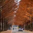 메타세콰이어길 이미지