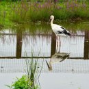 황새마을 이미지