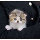수원 인계동 스코티시폴드분양, 반할 수밖에 없는 귀접이 천사 만남 후기