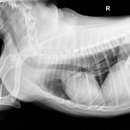 굿파파 24시 반려동물건강검진센터 이미지