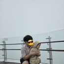 대인카프라자 | 강원도 평창 여행 발왕산케이블카&amp;스카이워크, 대관령 하늘목장 32개월 아기랑 방문 후기