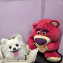 오구 수제간식 | 분당 미금역 반려견동반 카페 오구 내돈내산