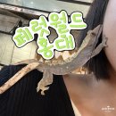 월드애견 | [서울 마포] 홍대 애견 카페 페럿월드 다양한 동물 방문 후기