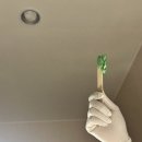 다이소 효천1지구점 | 임암동 효천지구 슈가스틱 왁싱 아이케어 희테라피