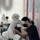 애견미용 이미지