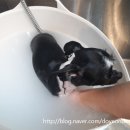 뽀삐애견샵 이미지