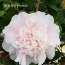 주작원