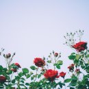 섬진농장 | 곡성 - 섬진강변 여행명소와 즐길 거리, 한옥펜션에서의 특별한 휴식