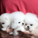 밀리언 로즈 가든 이미지