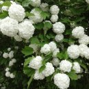 강하면 전수리~왕창리 이미지