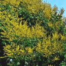 서양에서는 황금비나무(goldenrain tree)로 불려지는 모감주나무 이미지