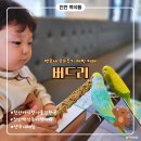 버드리천안점 | 천안 백석동 버드리｜천안 아기랑 가볼만한곳, 23개월 아기 앵무새 먹이주기 체험
