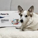 케어벳 | 강아지 털로 건강검진을 할 수 있다⁉️ 페노비스 벳 케어 플러스 사용후기