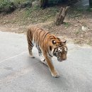 황호농장 | 용인에버랜드 할인 꿀팁 에버랜드사파리 투어 하고왔어요