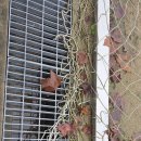 영순초등학교 이미지