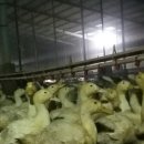 모리아팜 이미지