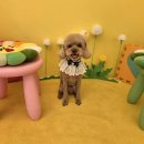 착한언니 애견살롱 | 푸들 "초코" 3mm 전체 클리핑 &amp; 베들링턴컷 후기 🩷이천 애견미용실 몽글살롱 🩷