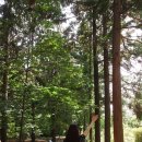 서울 홍릉수목원 도심 속 작은 숲속의 힐링 공간 홍릉시험림