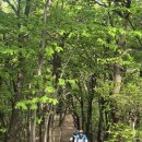 오랜만에 밝아보는 대구의 산 길 [26 05 02 팔공산 (180)] 이미지