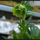 로즈와 나 이미지