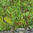 선제리의 아침 이미지