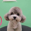 Mucca(무카) 이미지