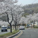 지난주 안성시청 -등기소방향 벚꽃이 이뻐서요... 이미지