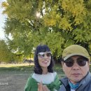 반계리 은행나무길 - 강원원주 이미지