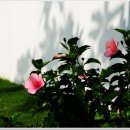 썬 라이즈 이미지