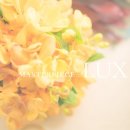 럭스premium