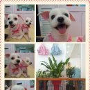 착한언니 애견살롱 이미지