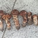 삼마농장 네이버블로그