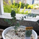 드림독 강아지 고양이 안심분양센터 시흥점 이미지