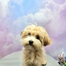 예쁘개 반려견미용샵 이미지