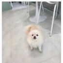 깔꼼 애견미용실 | 전문 미용과 위생 관리가 인상적인 수원애견미용실 바움펫 솔직후기