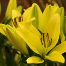 비금정고운정 이미지