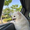 아지오펫살롱