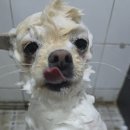 윤앤퍼피 이미지