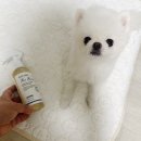 티엠핼스케어 | [강아지 미스트] 브리지테일 페토세라 미스트 모이스처 플러스 후기