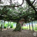 수곡용계로(길안면) 이미지