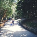 광양 옥룡사지 이미지